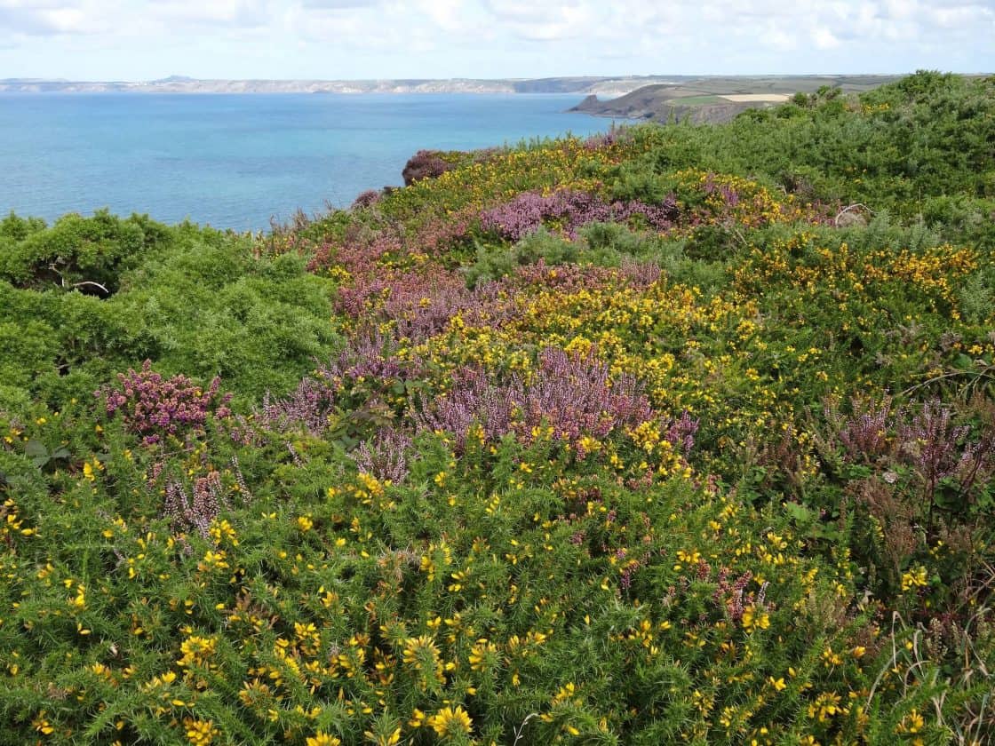 Pembrokeshire Coast Path Walking Holidays With Celtic Trails